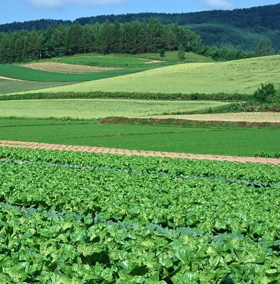 8大特點 8大特點