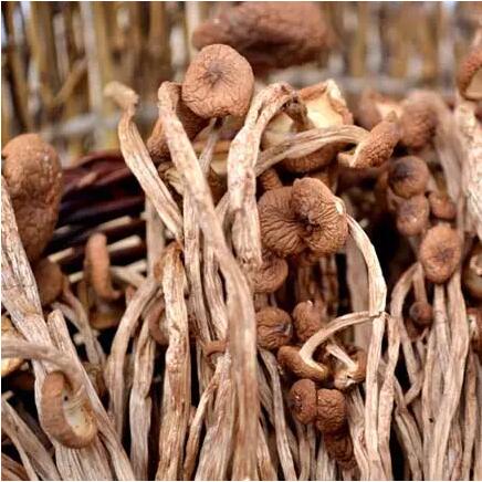 干茶樹(shù)菇配送