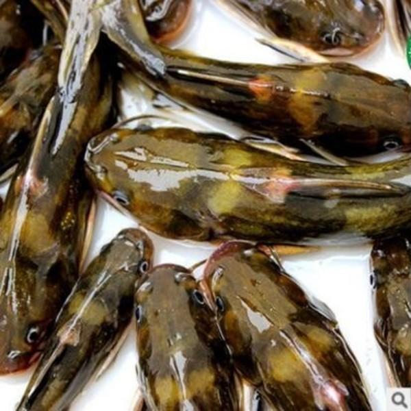 黃骨魚(yú)配送