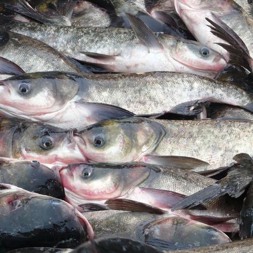 大頭魚(yú)配送