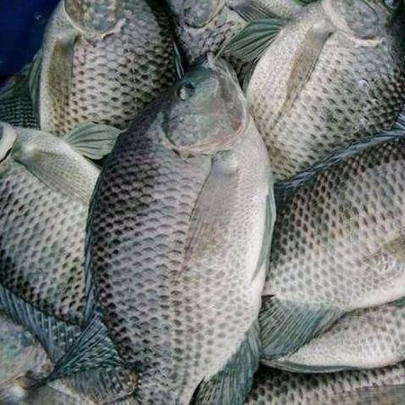 福壽魚(yú)配送